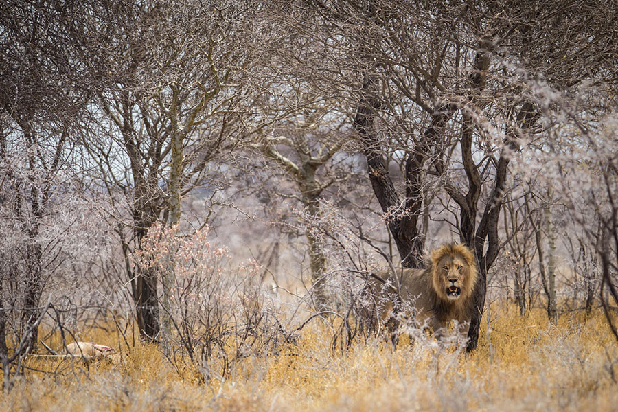 A lion in Onguma Nature Reserve.