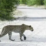 Big cat sightings.