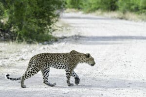 Big cat sightings.