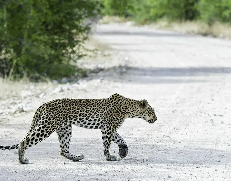 Big cat sightings.