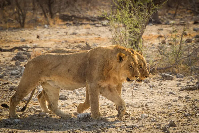 Desert adapted lions.