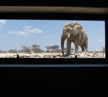 Onguma-Tented-Camp-elephant-sighting-at-a-hide