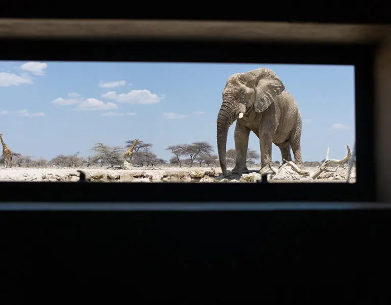 The view from inside the hide.