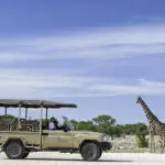 Game drives at Onguma.