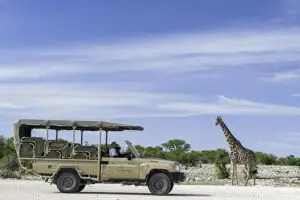 Game drives at Onguma.