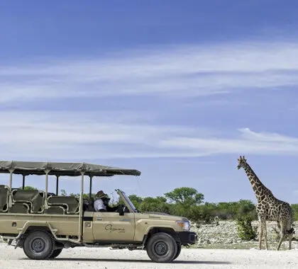 Game drives at Onguma.