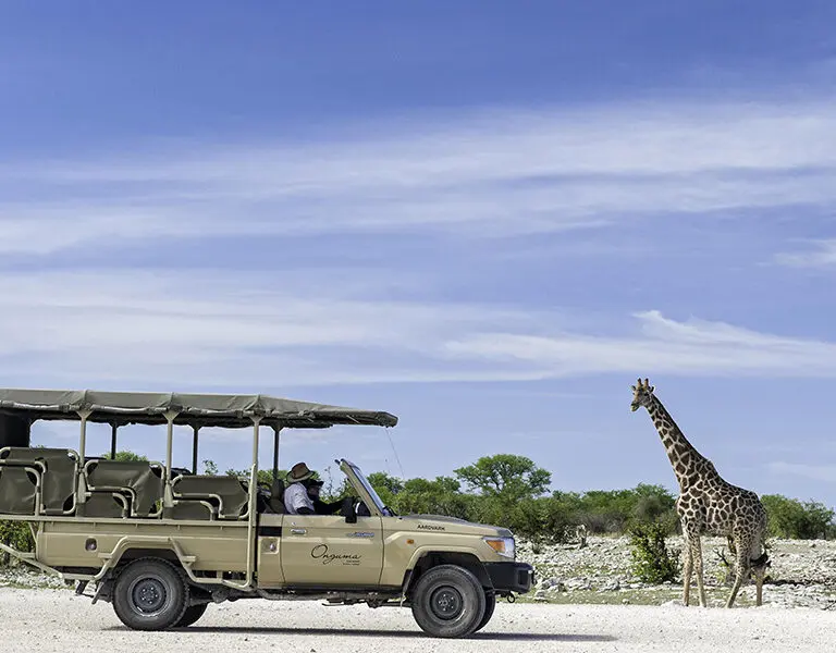 Game drives at Onguma.