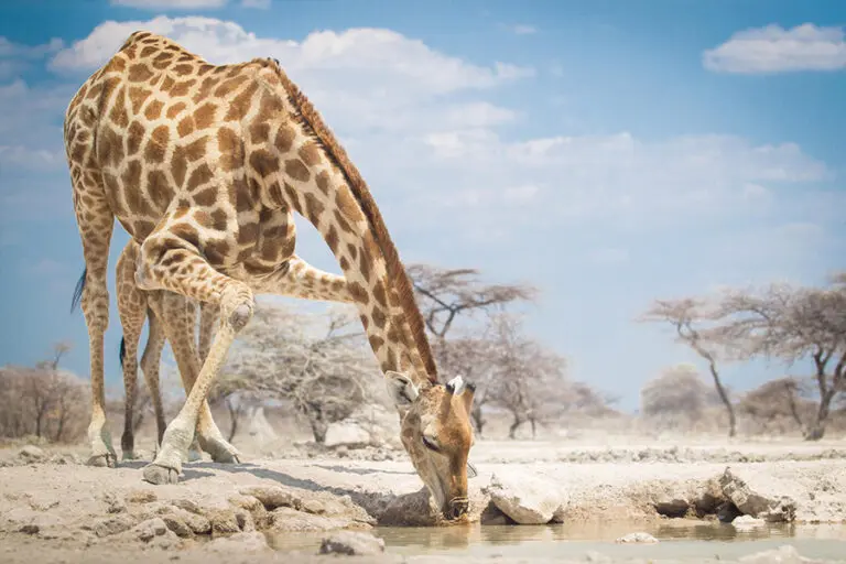 Giraffe drinking from the watering hole at Onguma Tented Camp.