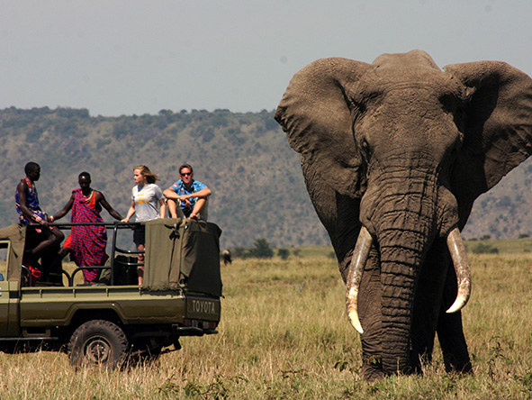 Open-sided game viewing vehicles mean unrestricted photographic opportunities on a Serian safari.