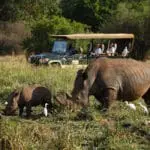 Open-sided vehicles means guests enjoy excellent views on game drives.