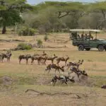 Avistamiento de perros salvajes durante un safari.