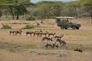 Avistamiento de perros salvajes durante un safari.