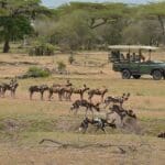 Game drive.