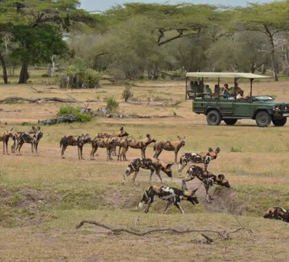 Safari.