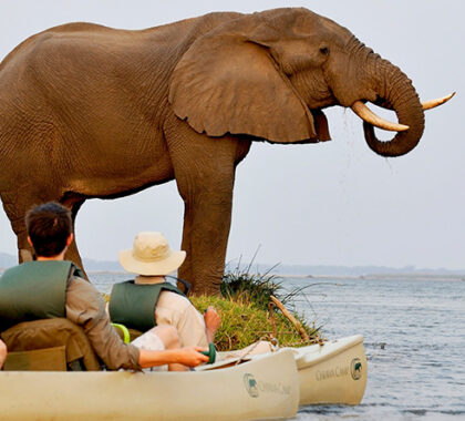 Water-based game viewing is a big part of the Lower Zambezi safari experience.