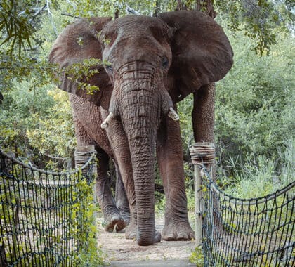 Elefante acercándose al camino de acceso al Jaci's Safari Lodge.