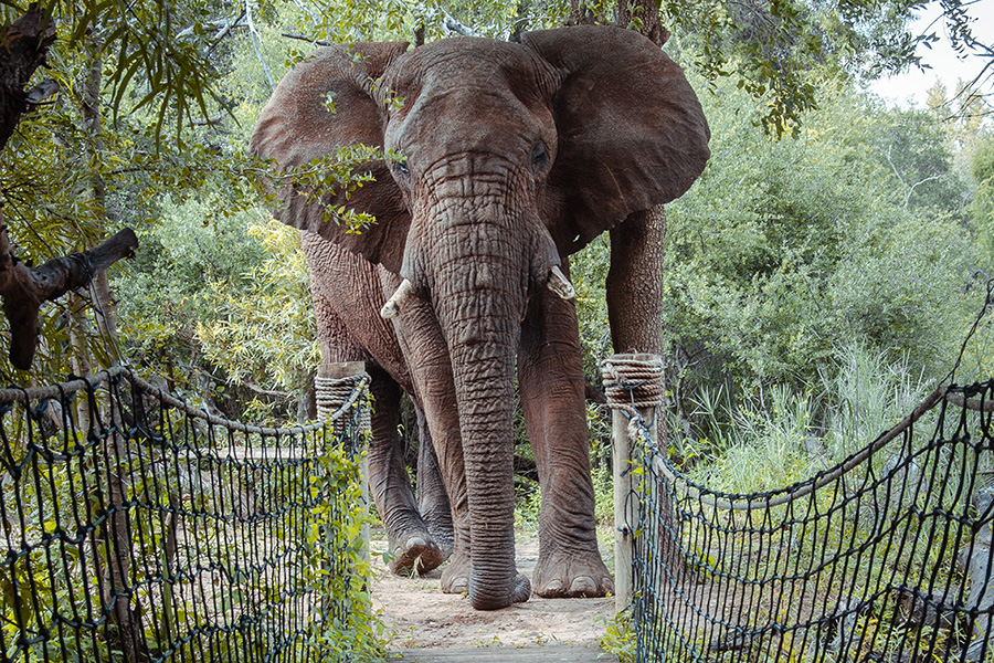 Elephant approaching the pathway to Jaci's Safari Lodge.