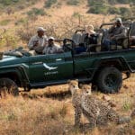 Guepardos avistados durante un safari | Phinda Forest Lodge