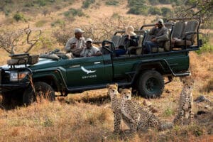 Guepardos avistados durante un safari | Phinda Forest Lodge