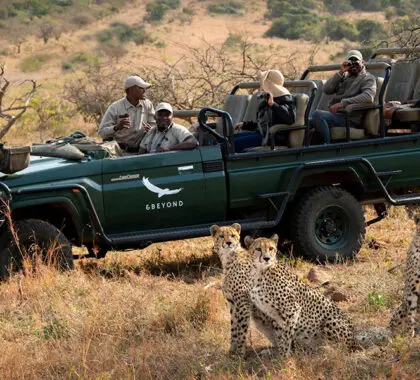 Guepardos avistados durante un safari | Phinda Forest Lodge