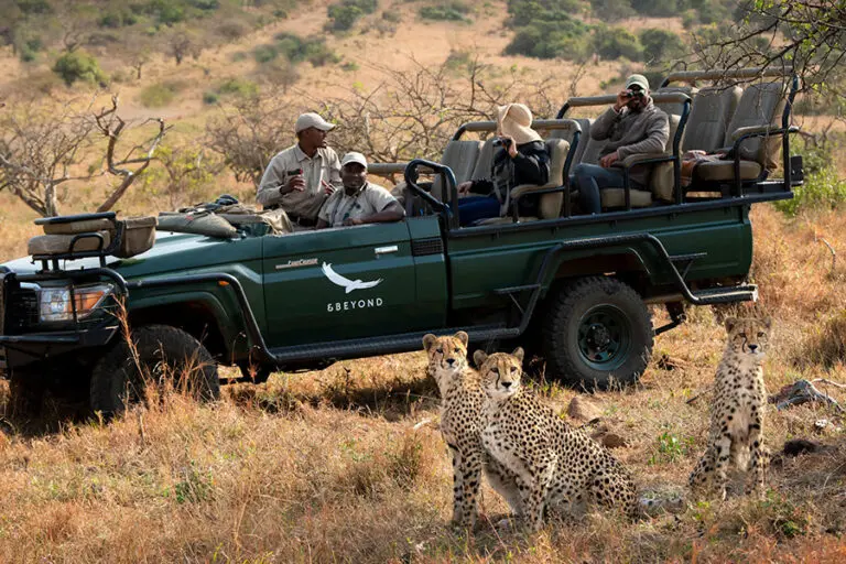 Cheetahs spotted on a game drive | Phinda Forest Lodge