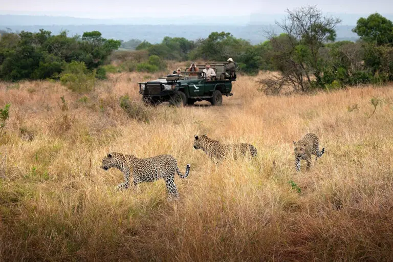 phinda-forest-lodge-sudáfrica-phinda-reserva de caza privada-leopardo_4