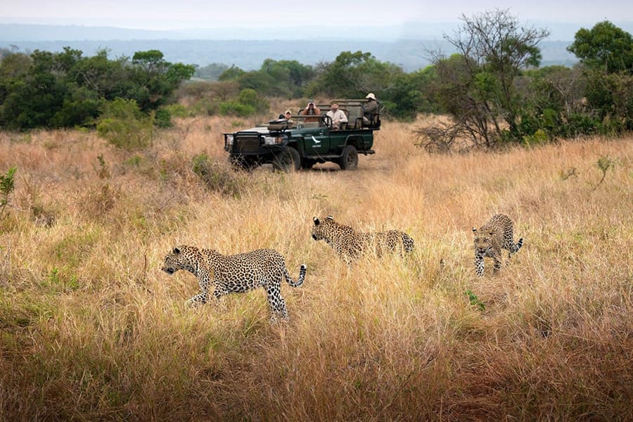 phinda-forest-lodge-sudáfrica-phinda-reserva de caza privada-leopardo_4