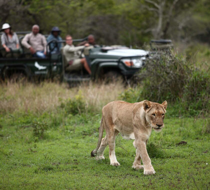 Phinda Mountain Lodge is famous for its excellent game viewing. 