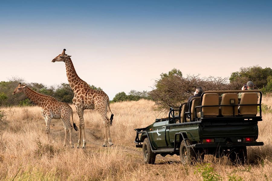 Giraffes cross in front of a game vehicle in Phinda Game Reserve, South Africa | Go2Africa