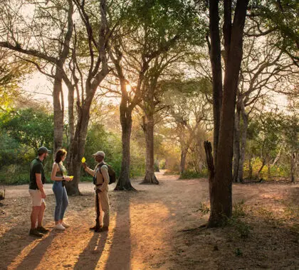 Guided walking safaris.