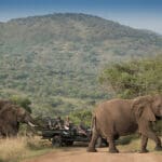Safari en Phinda Forest Lodge. 