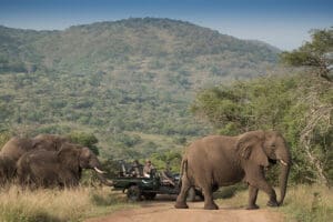 Safari en Phinda Forest Lodge. 