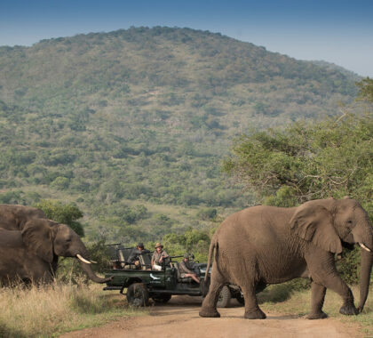 Game drive at Phinda Forest Lodge. 