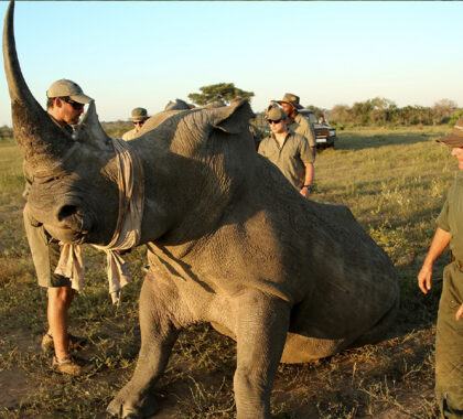 Rhino conservation activity