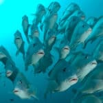 Se ve claramente un banco de peces en las aguas poco profundas de la isla de Mafia.