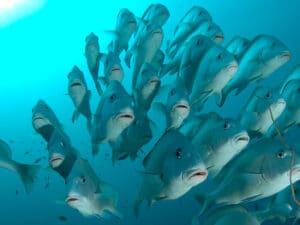 Se ve claramente un banco de peces en las aguas poco profundas de la isla de Mafia.