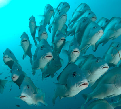A school of fish are clearly seen in the shallow waters off Mafia Island.
