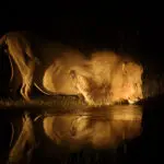 Wildlife at night