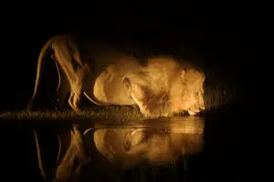 Wildlife at night