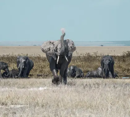 Elephants enjoy a wallow in the waterhole.