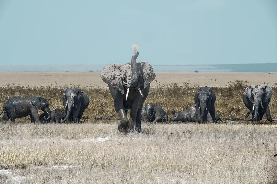 Elephants enjoy a wallow in the waterhole.