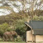 An elephant roaming near the Porini Cheetah Camp tents.