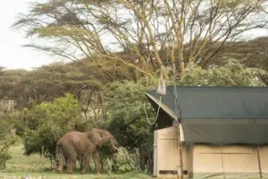 An elephant roaming near the Porini Cheetah Camp tents.