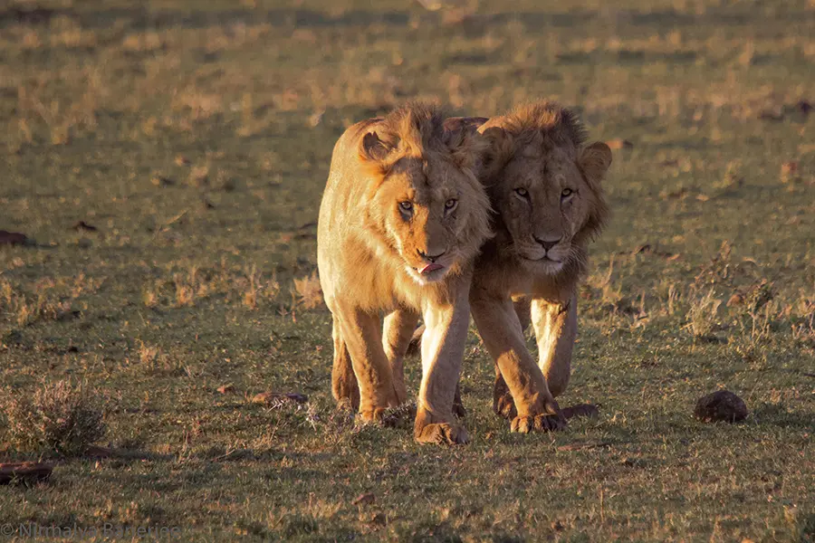 Big cat sightings at Porini Cheetah Camp. 