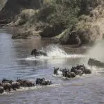La Gran Migración en el Campamento de Leones Porini.