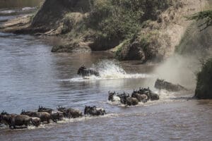 La Gran Migración en el Campamento de Leones Porini.