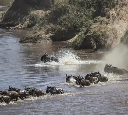 La Gran Migración en el Campamento de Leones Porini.