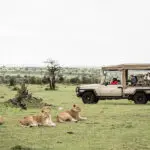 Emocionantes safaris, cerca de toda la acción. 