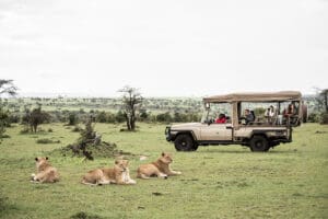 Emocionantes safaris, cerca de toda la acción. 