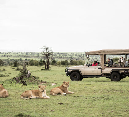 Thrilling game drives, close to all the action. 